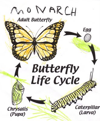 butterfly lifecycle.JPG