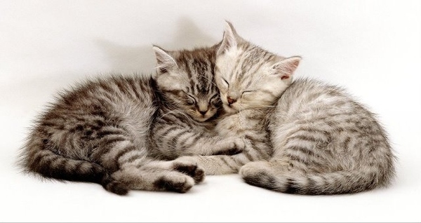 cats-hugging-white.jpg