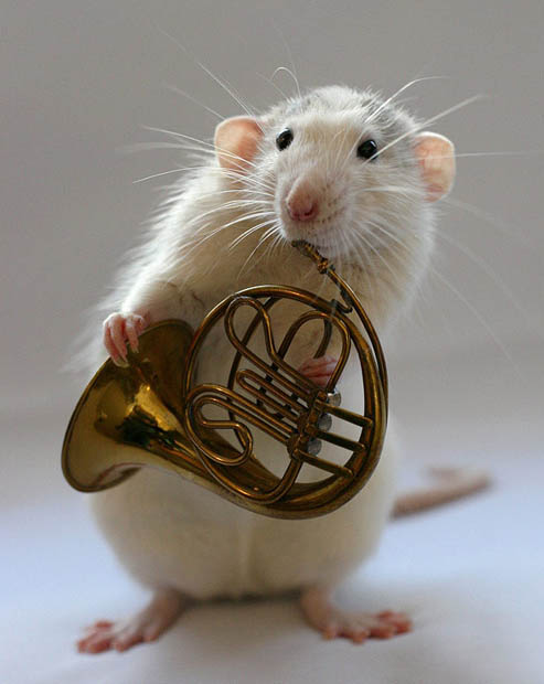 french_horn_with_mouse.jpg