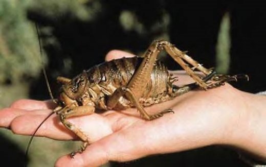 giant-weta.jpg