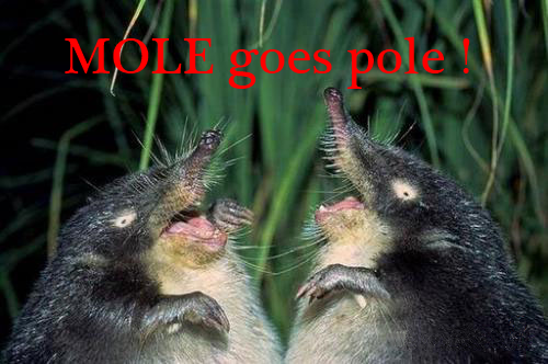 MOLE.png