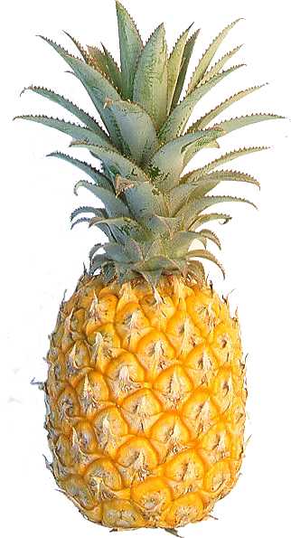 pineapple.jpg