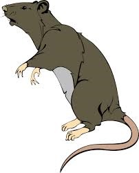 rat.jpg