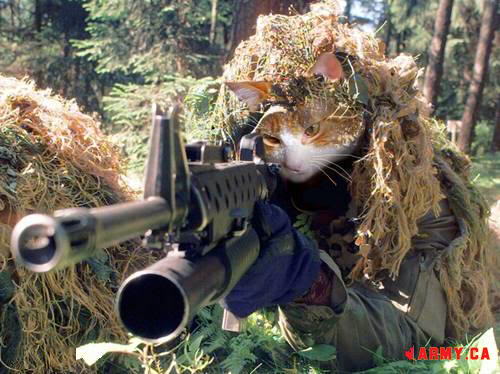 SniperCat.jpg