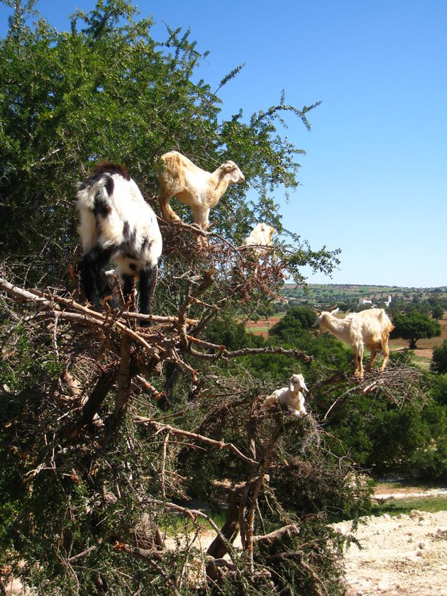 treeGoats.jpg