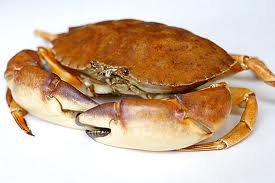 The-CrabSpy