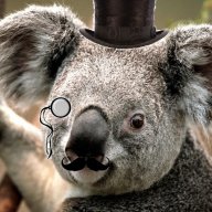 CasualKoala