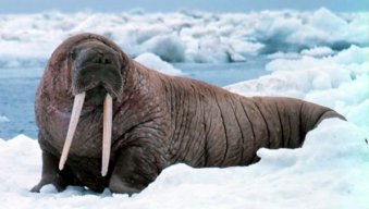 wisewalrus13