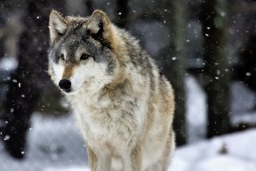 FrostWolf