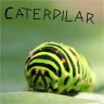 caterpilar