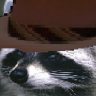 Detective_raccoon