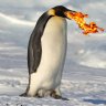 penguinduke