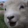 HappySheep