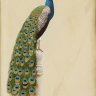 Peafowl