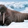 wisewalrus13