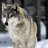 FrostWolf