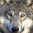 SapientWolf
